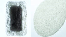 Agar - zwyciÄ™ski projekt Lexus Design Award 2016 BIZNES, Konsument - Znamy zwyciÄ™zcÄ™ tegorocznej edycji Lexus Design Award. Najlepszym projektem 2016 roku w ocenie Jury zostaÅ‚ Agar Plasticity. ZwyciÄ™zcÄ™ ogÅ‚oszono podczas trwajÄ…cego Milan Design Week, gdzie zaprezentowano wszystkie finaÅ‚owe prace.