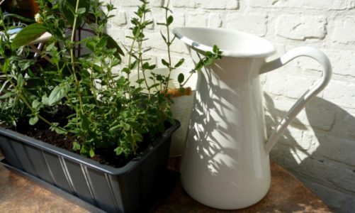 ZioÅ‚a dla ludzi i pszczÃ³Å‚