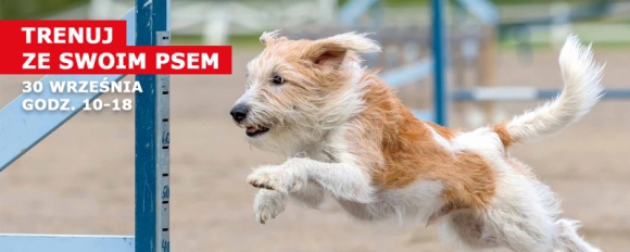 Zabawa na cztery Å‚apy!