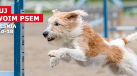 Zabawa na cztery łapy! Styl życia, LIFESTYLE - Zabawa na cztery łapy!