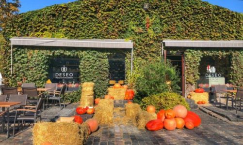Mini farma dyÅ„ â€“ jesienny klimat w DESEO
