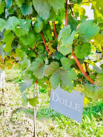 Szwejk serwuje wina z rodzinnej winnicy Dolle z Doliny Wachau Styl życia, LIFESTYLE - "U Szwejka" to jedna z najbardziej znanych restauracji w Warszawie. Słynie nie tylko z ogromnych wiedeńskich sznycli, golonek jak na Praterze oraz przystawek i mięs przyrządzanych według tradycyjnych przepisów, ale też z towarzyszącego potrawom piwa i austriackiego wina.