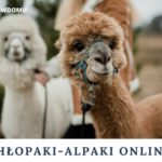 Spotkania online z Alpakami z OÅ›rodka Koparka