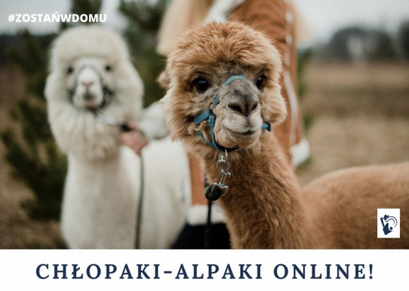 Spotkania online z Alpakami z OÅ›rodka Koparka