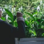 RoÅ›liny za zakupy â€“ jesienna akcja w Magnolia Park
